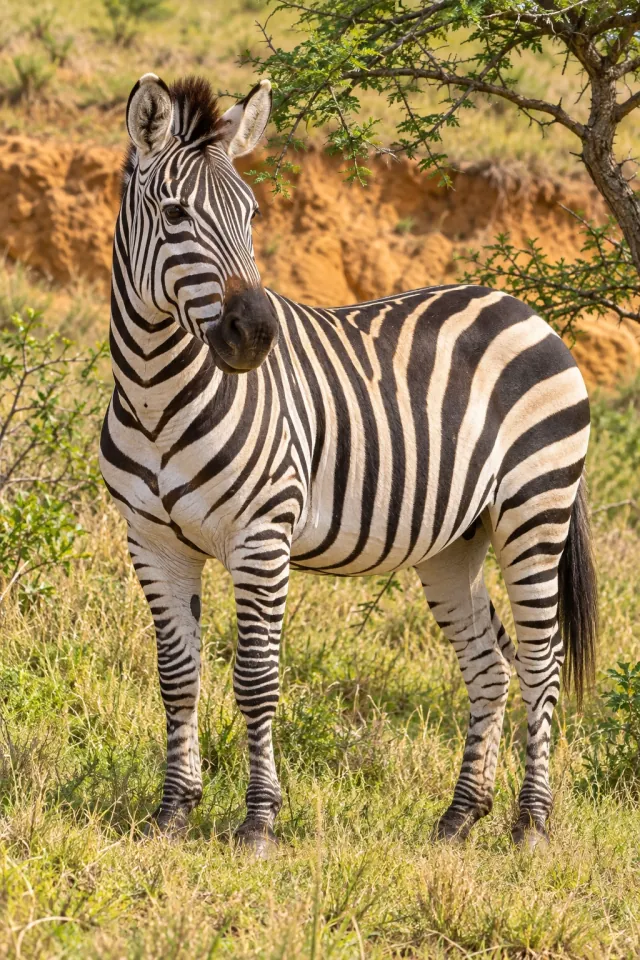 Zebra in the Sunlit Savanna
